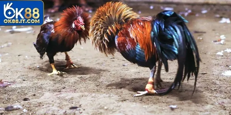 Sơ lược về hình thức thi đấu Thomo đá gà