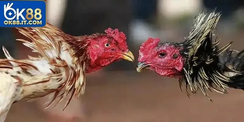 Có nhiều hình thức đá gà Thomo hấp dẫn