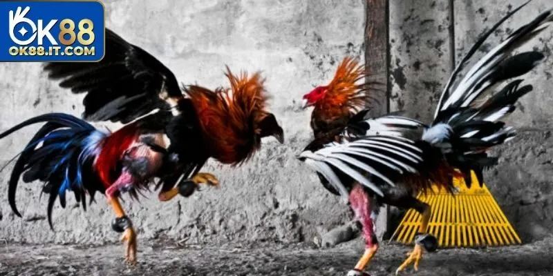 Hứa hẹn mang lại những kèo cược với tỷ lệ thưởng cao