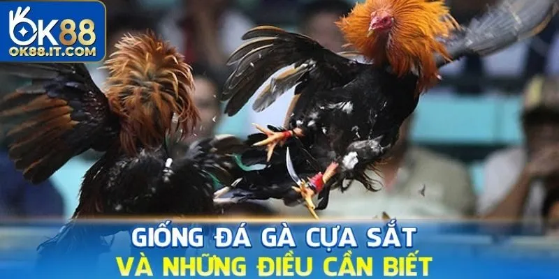 Đá gà cựa sắt