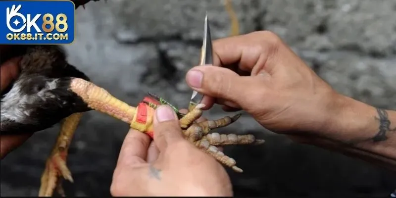Khám phá hình thức thi đấu đá gà bằng cựa sắt
