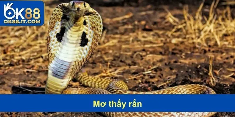 mơ thấy rắn