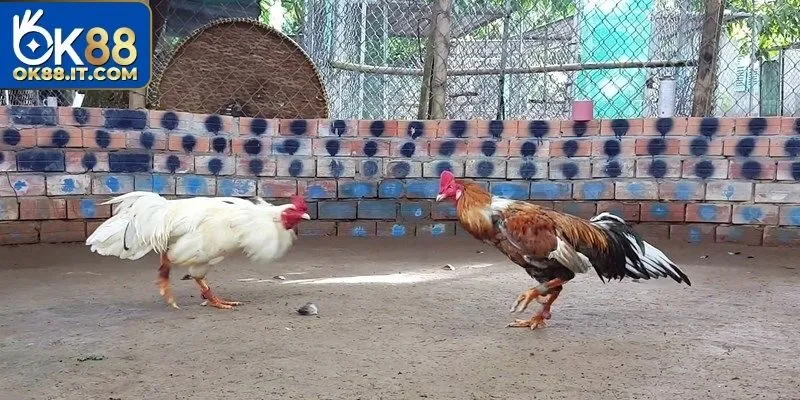 Điểm mạnh nổi bật khi tham gia đá gà Gemwin