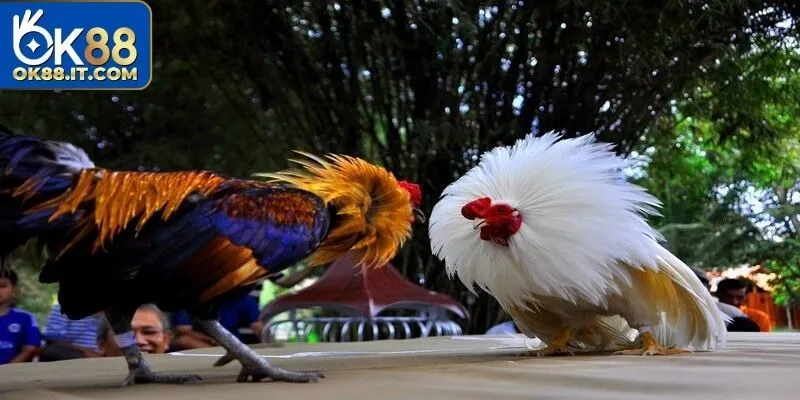 Quy định thời gian thi & nghỉ