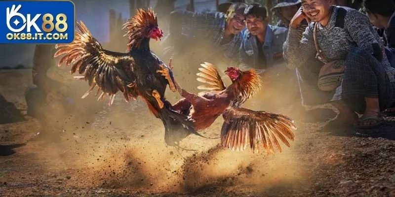 Toàn bộ quy trình tham gia chơi đá gà Gemwin chỉ mất vài phút để hoàn tất